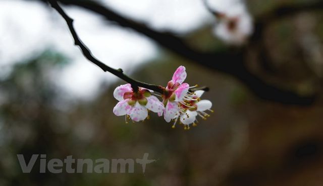 Sắc trắng hoa mơ, hoa mận níu chân du khách khi đến Mộc Châu - Ảnh 2.