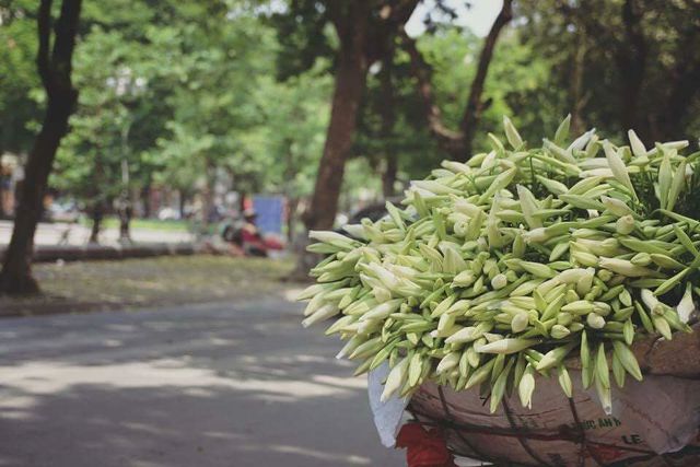 Tháng 4, mùa hoa loa kèn… tặng bố - 2